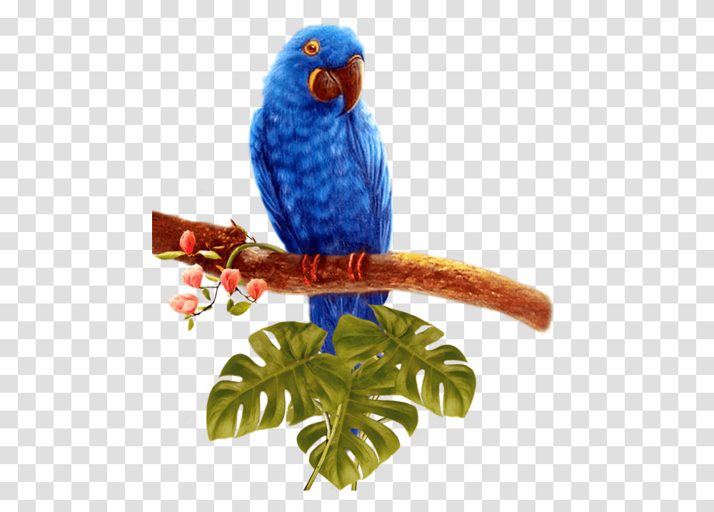 Blue Parrot Background Four Birds, Animal, Macaw, Beak Transparent Png