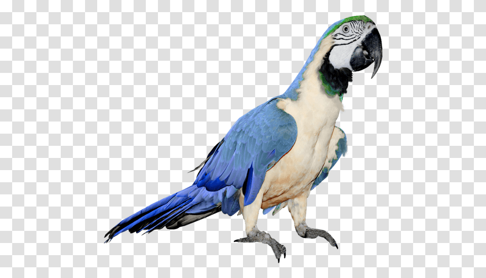 Blue Parrot Blue And White Parrot, Bird, Animal, Macaw, Beak Transparent Png
