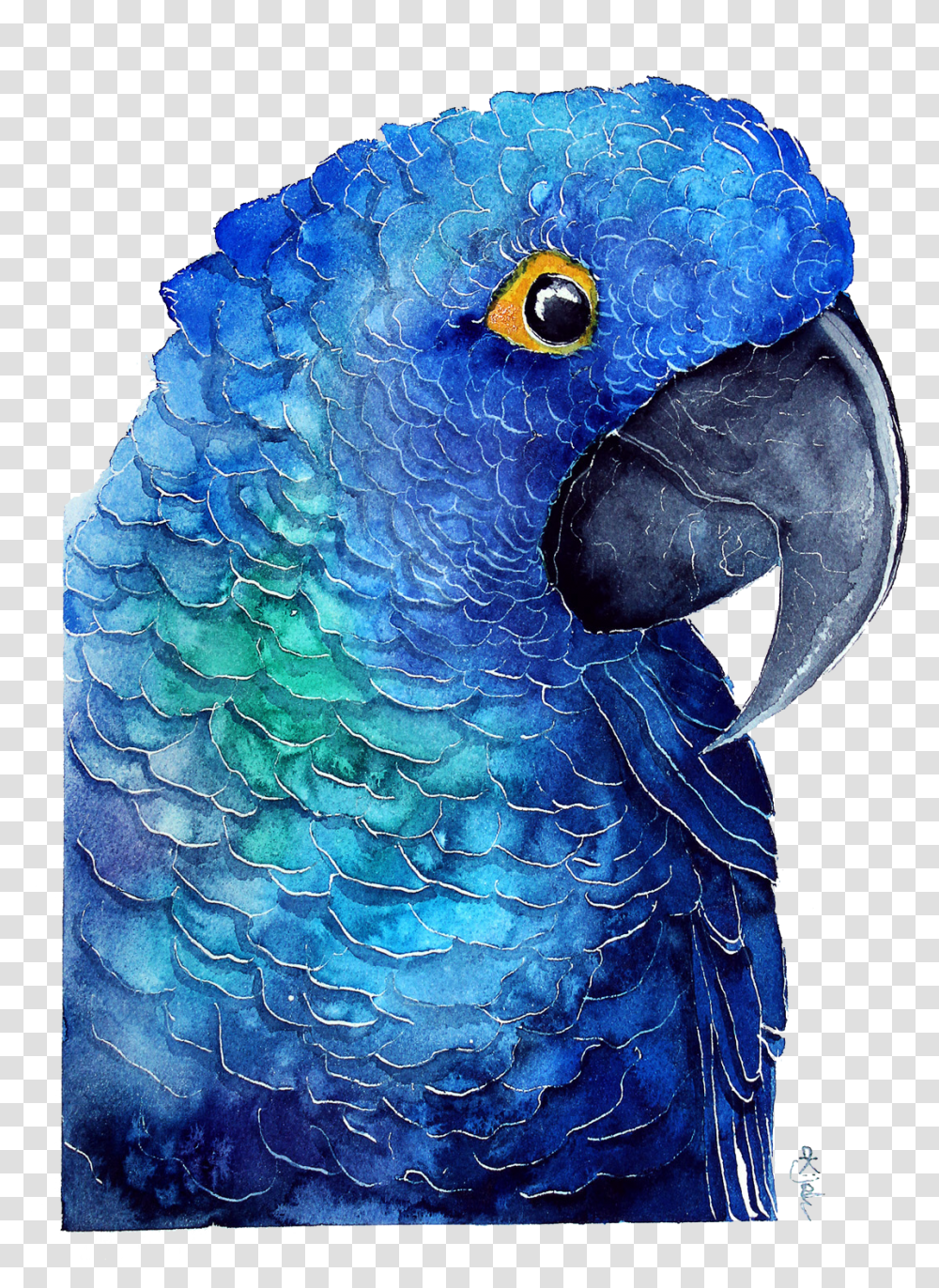Blue Parrot Download Image Papuga Grafika, Macaw, Bird, Animal, Beak Transparent Png