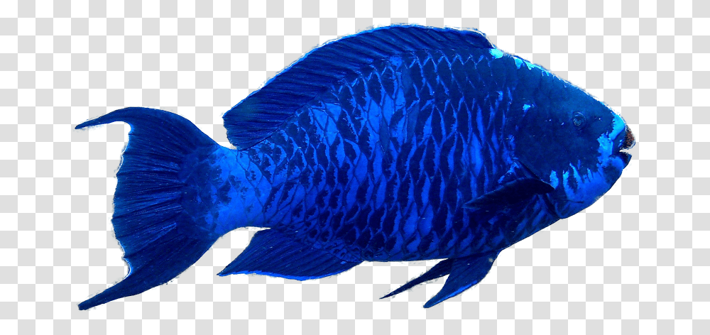 Blue Parrot Fish, Angelfish, Sea Life, Animal, Bird Transparent Png