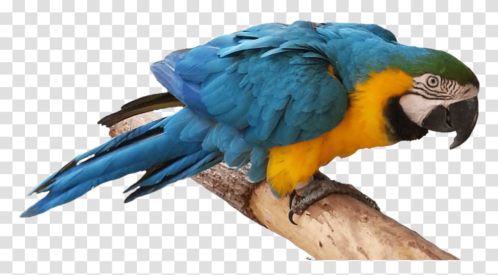 Blue Parrot Free Real Bird Clip Art, Animal, Macaw Transparent Png