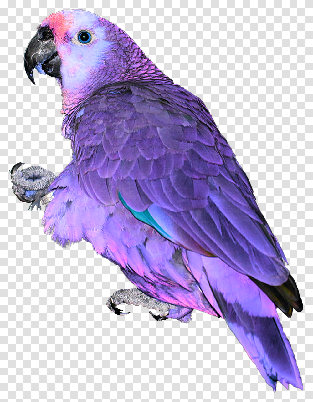 Blue Pink Neon Parrot Exotic Bird Feathers Africa Asia Parrot, Animal, Bluebird, Macaw, Beak Transparent Png