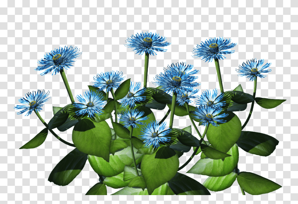 Blue Plant Image, Flower, Blossom, Petal, Agapanthus Transparent Png
