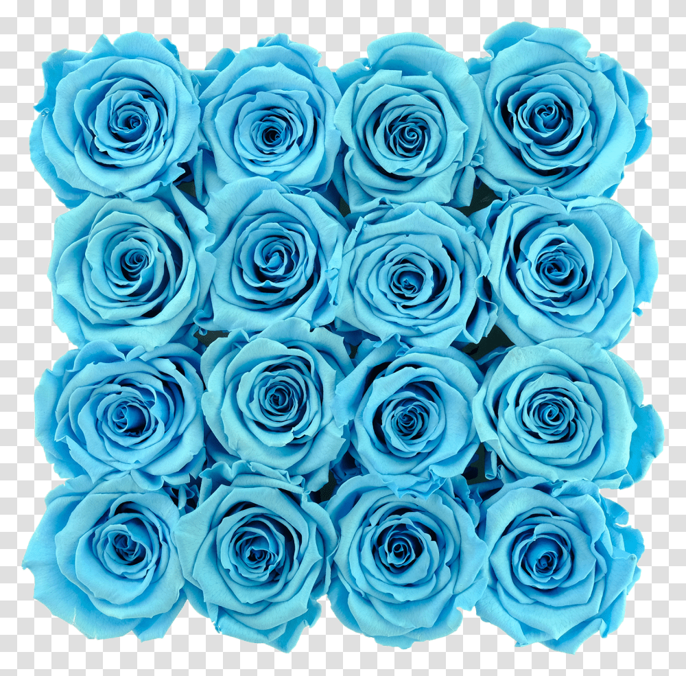 Blue Preserved Roses Floribunda Transparent Png