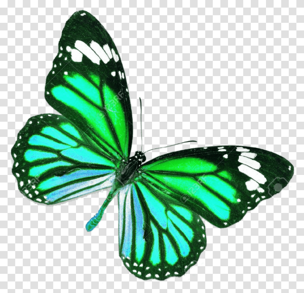Blue Real Life Butterfly Purple Butterfly Tattoo Design, Insect, Invertebrate, Animal, Monarch Transparent Png