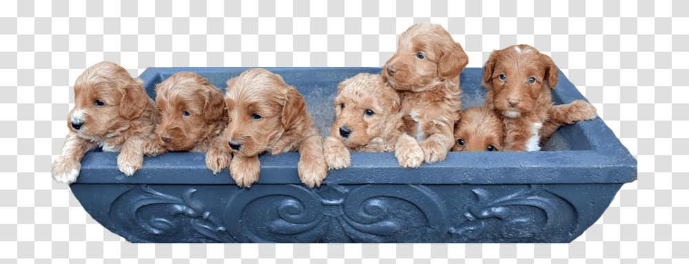 Blue Ridge Labradoodles Toy Dog, Pet, Canine, Animal, Mammal Transparent Png