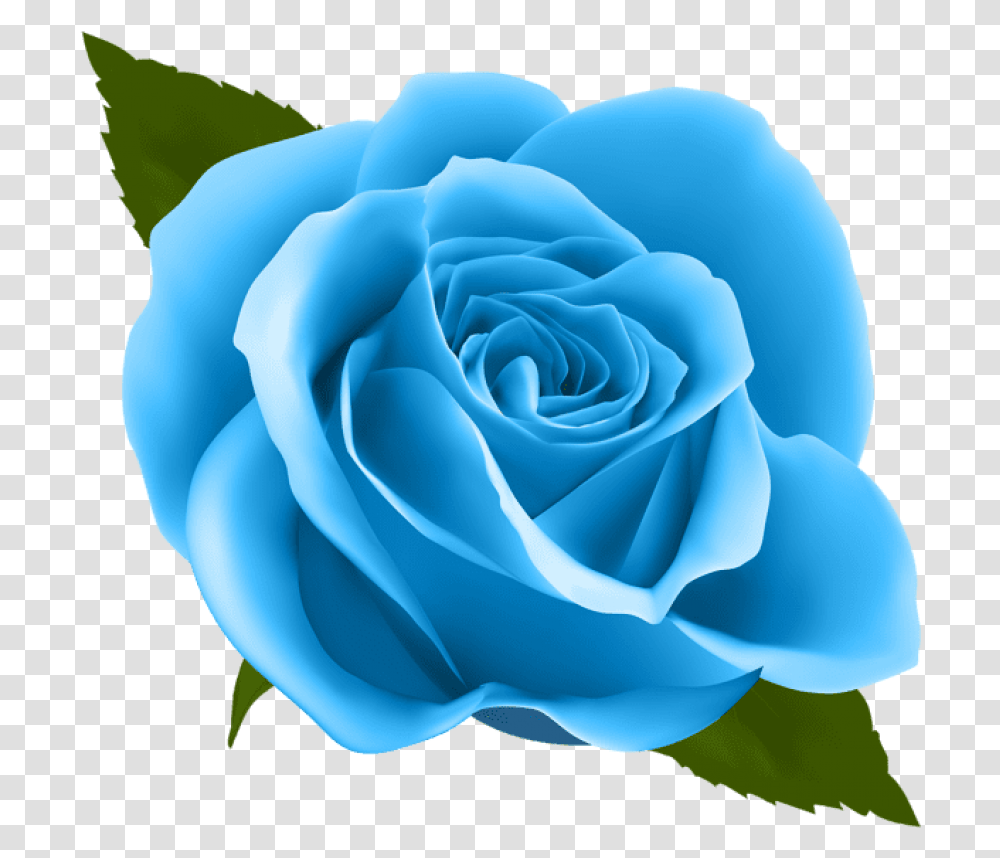 Blue Rose Background Blue Rose, Flower, Plant, Blossom Transparent Png