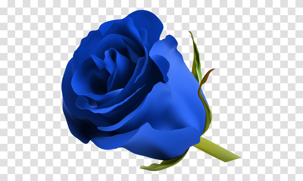 Blue Rose Clip Art, Flower, Plant, Blossom, Petal Transparent Png