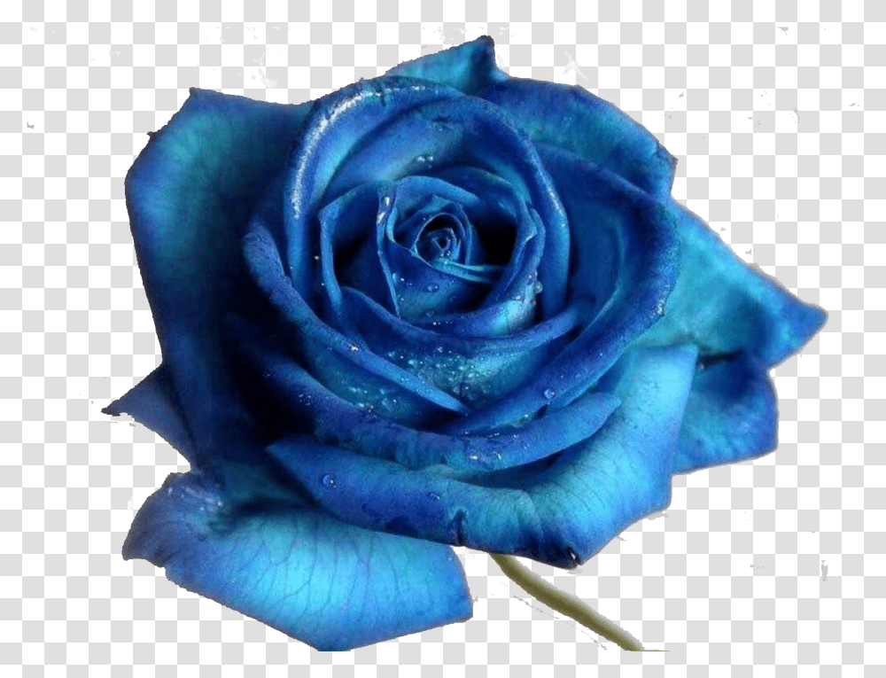 Blue Rose Desktop Wallpaper Flower Royal Blue Beautiful Blue Flower, Plant, Blossom, Petal Transparent Png