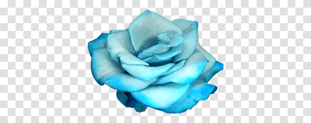 Blue Rose Discovered Pale Blue Flower, Plant, Blossom, Petal, Paper Transparent Png
