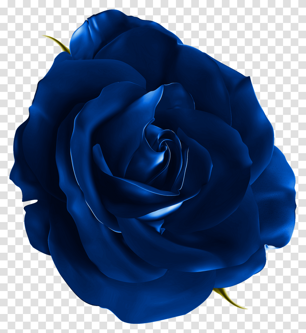 Blue Rose Download 13721500 Free Blue Flowers Realistic Rose, Plant, Blossom Transparent Png
