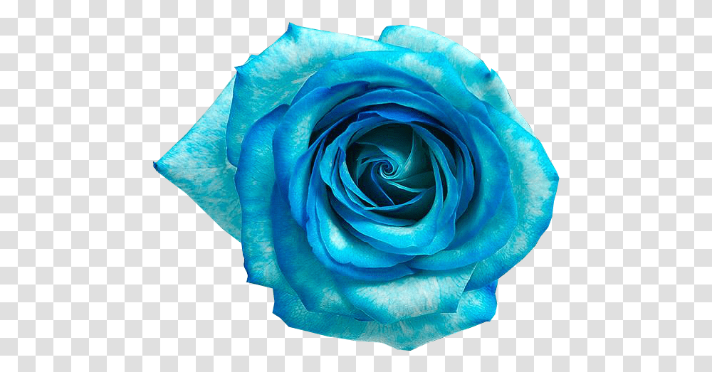 Blue Rose Flower Flores Azul Download 592487 Flores Azul, Plant, Blossom Transparent Png