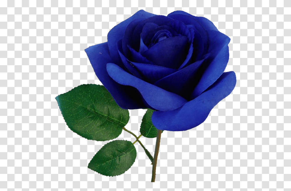 Blue Rose, Flower, Plant, Blossom, Acanthaceae Transparent Png