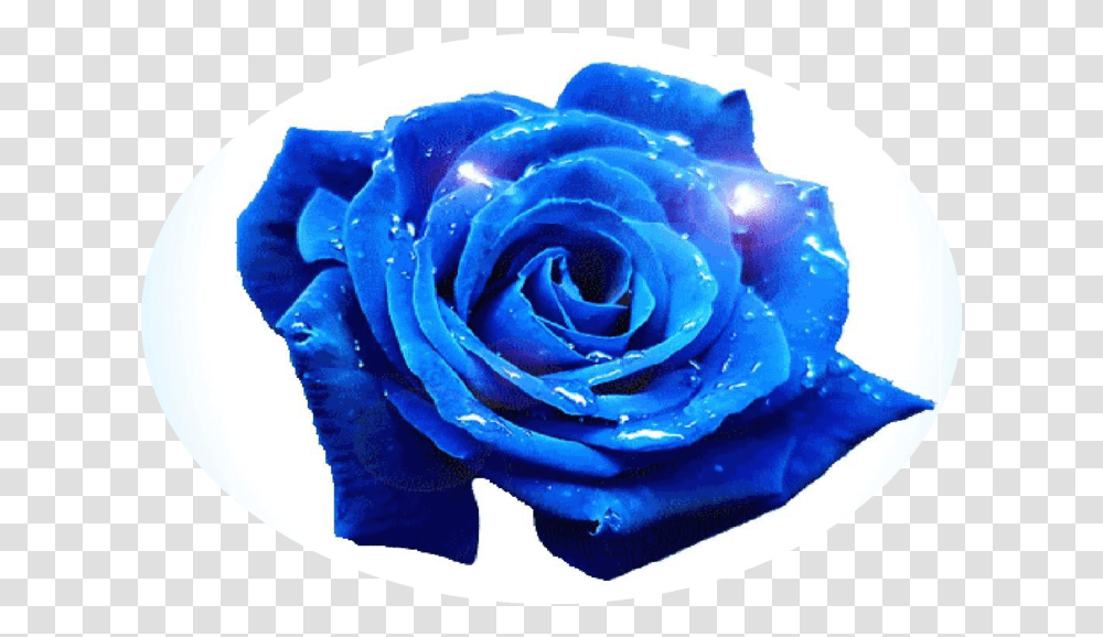 Blue Rose, Flower, Plant, Blossom, Petal Transparent Png