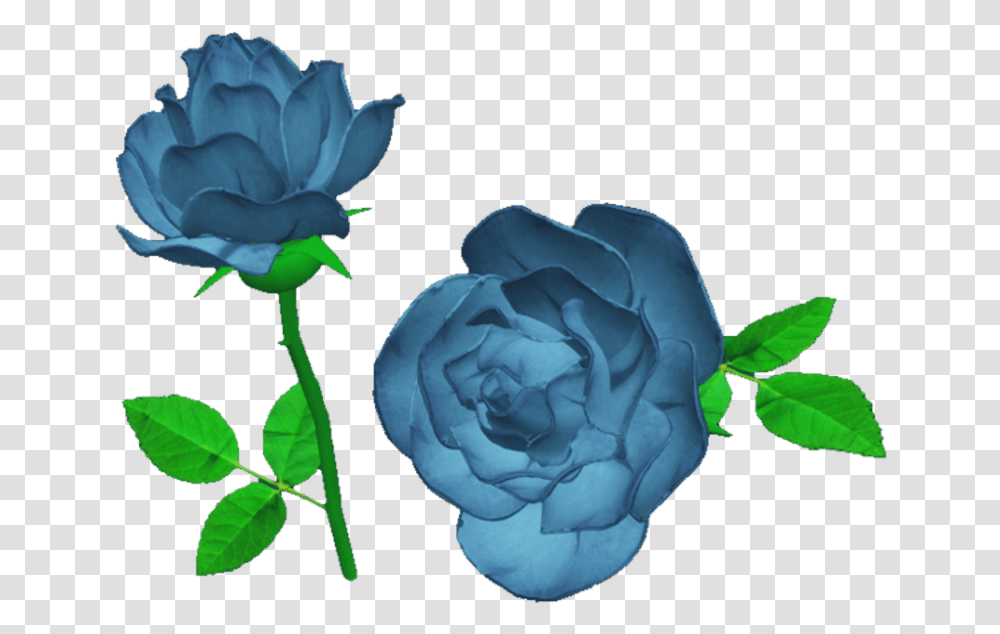 Blue Rose, Flower, Plant, Blossom, Petal Transparent Png
