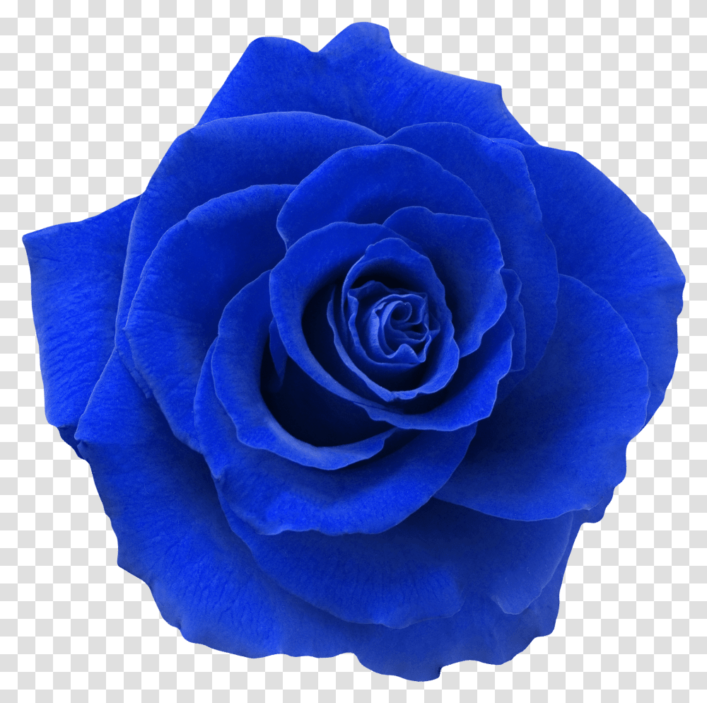 Blue Rose, Flower, Plant, Blossom Transparent Png