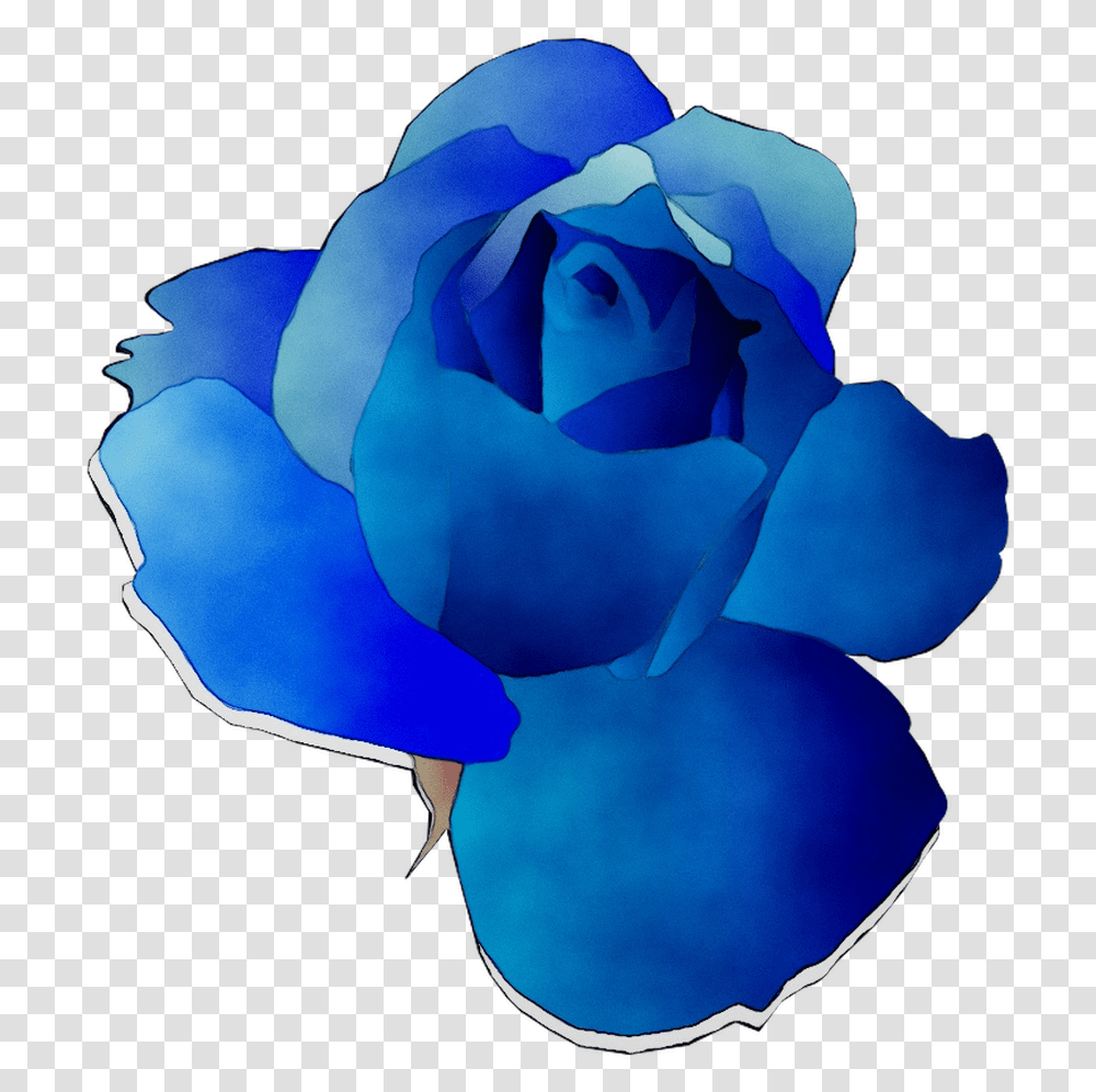 Blue Rose Garden Roses Cut Flowers Download 1034 Garden Roses, Plant, Blossom, Petal Transparent Png