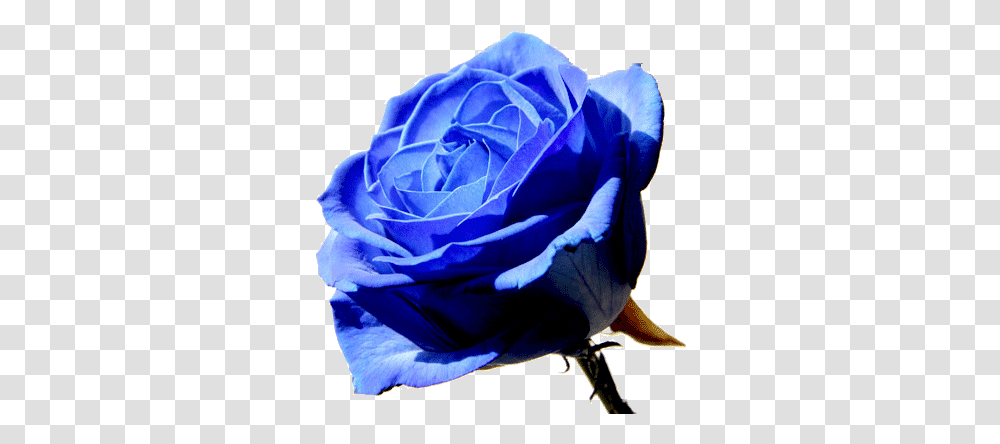 Blue Rose Image Blue Rose, Flower, Plant, Blossom, Petal Transparent Png