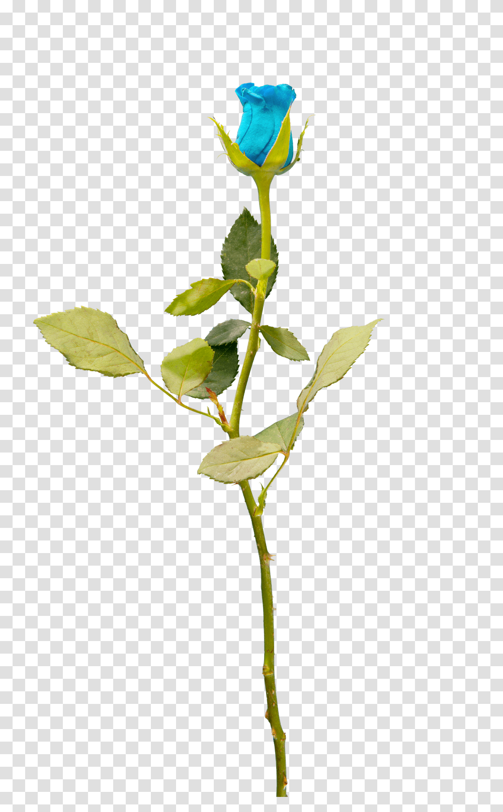 Blue Rose Overlay For Free - Mrs Maym Creates Background Overlay Flower, Plant, Blossom, Leaf, Acanthaceae Transparent Png