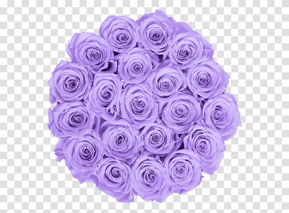 Blue Rose, Pattern, Floral Design Transparent Png