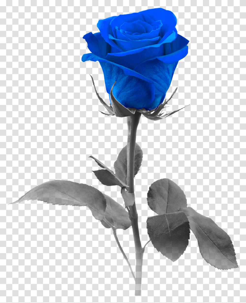 Blue Rose Pic Rose With White Background, Flower, Plant, Blossom, Acanthaceae Transparent Png