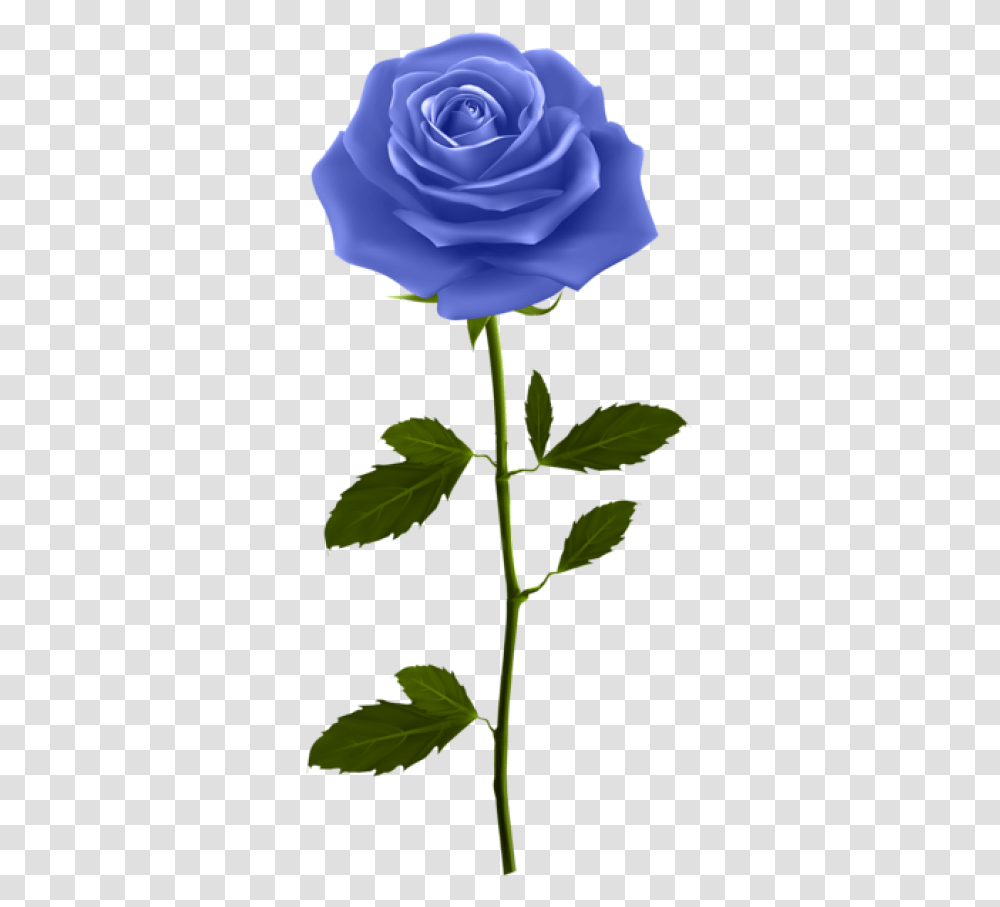 Blue Rose, Plant, Anemone, Flower, Blossom Transparent Png
