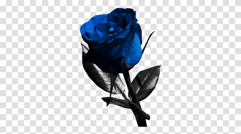 Blue Rose Psd, Flower, Plant, Blossom, Person Transparent Png