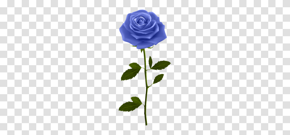 Blue Rose With Stem Clip Art Image, Plant, Anemone, Flower, Blossom Transparent Png