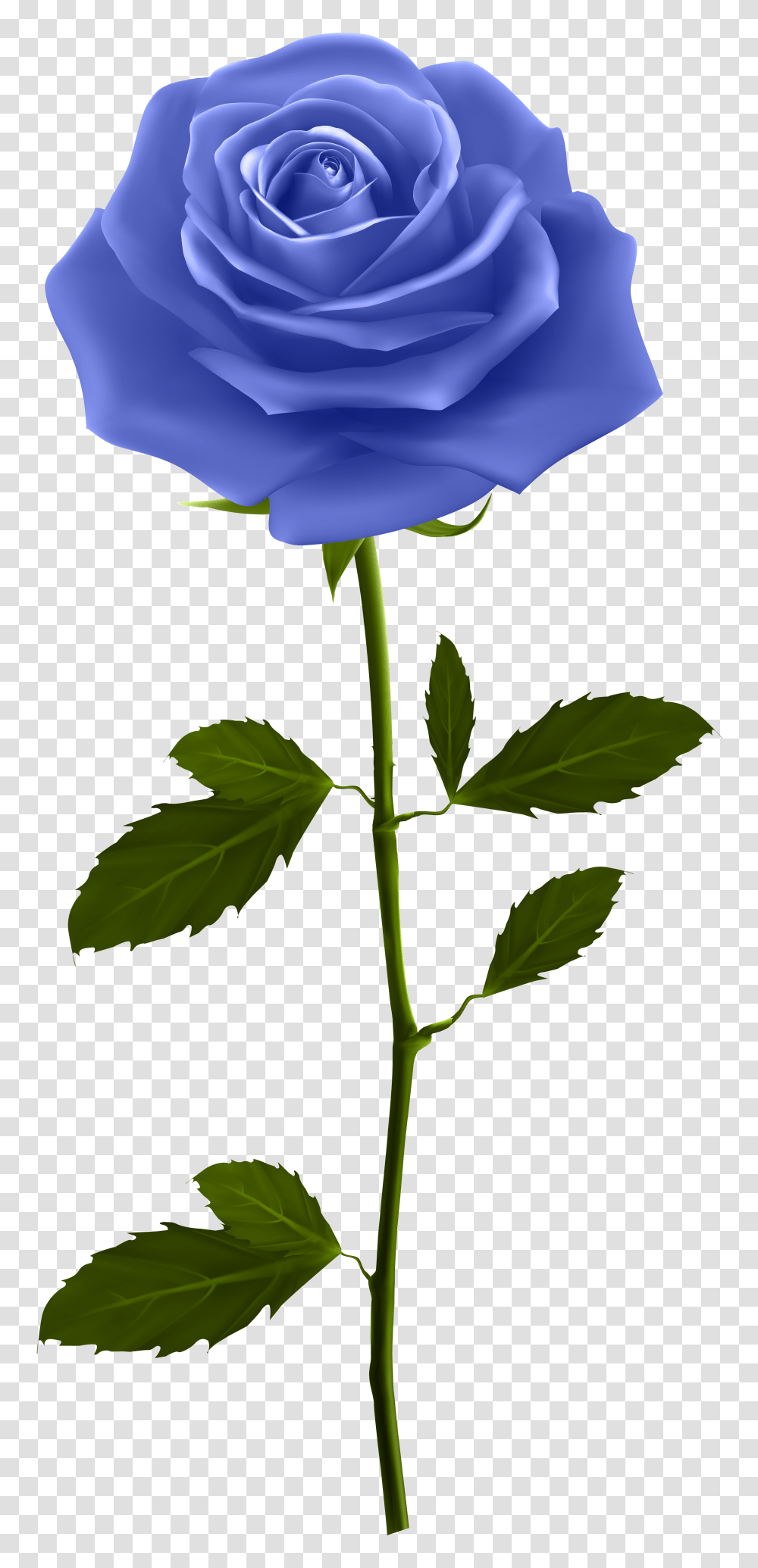 Blue Rose With Stem Clip Art, Plant, Flower, Blossom, Petal Transparent Png