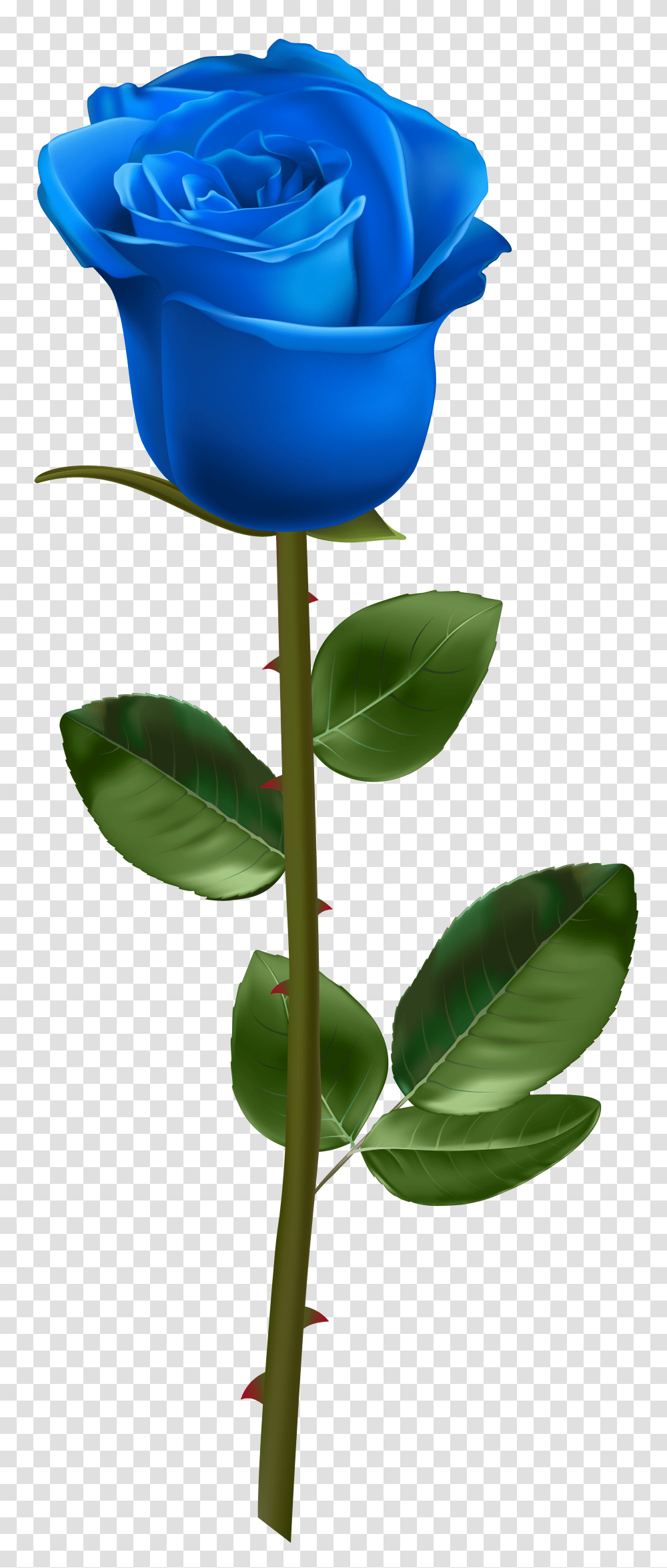 Blue Rose With Stem, Plant, Leaf, Flower, Petal Transparent Png