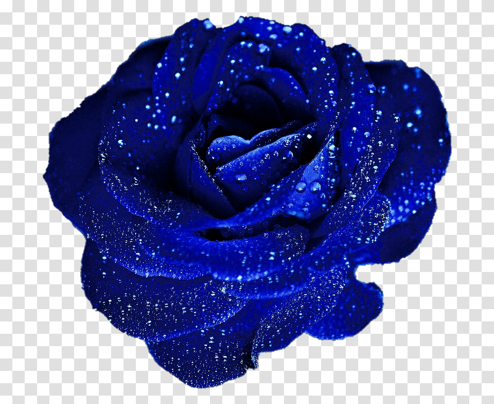 Blue Roses, Flower, Plant, Blossom, Petal Transparent Png