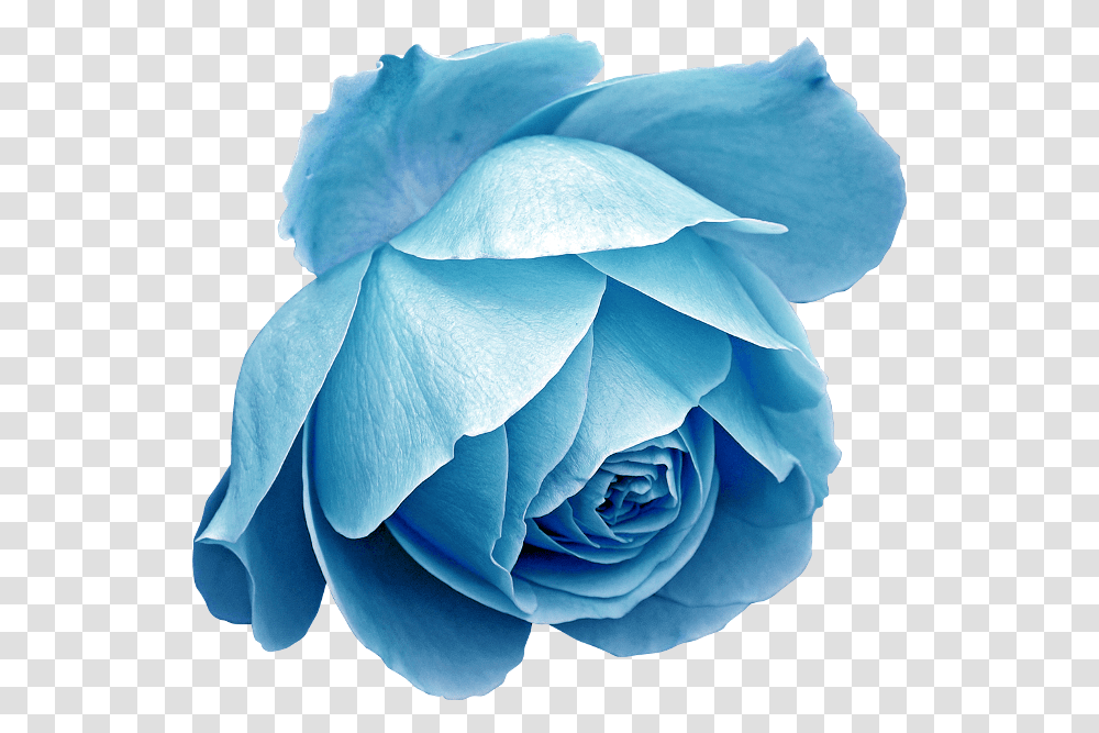 Blue Roses, Plant, Flower, Blossom, Petal Transparent Png