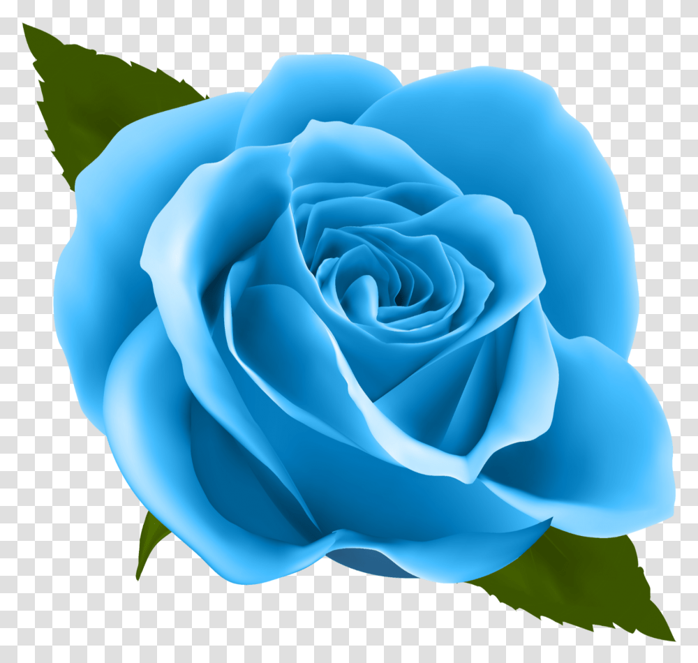 Blue Roses Rose Clipart, Flower, Plant, Blossom, Petal Transparent Png
