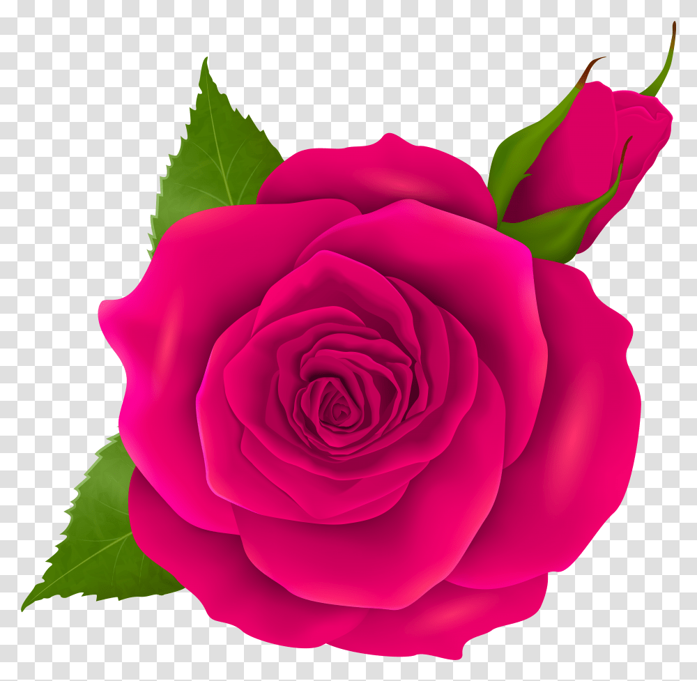 Blue Roses Transparent Png