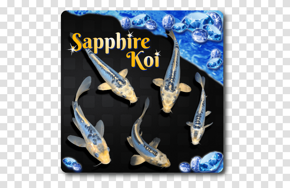 Blue Sapphire Koi, Fish, Animal, Carp, Sea Life Transparent Png