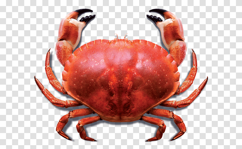 Blue Sea Crab Meat Guide, Seafood, Sea Life, Animal, Lobster Transparent Png