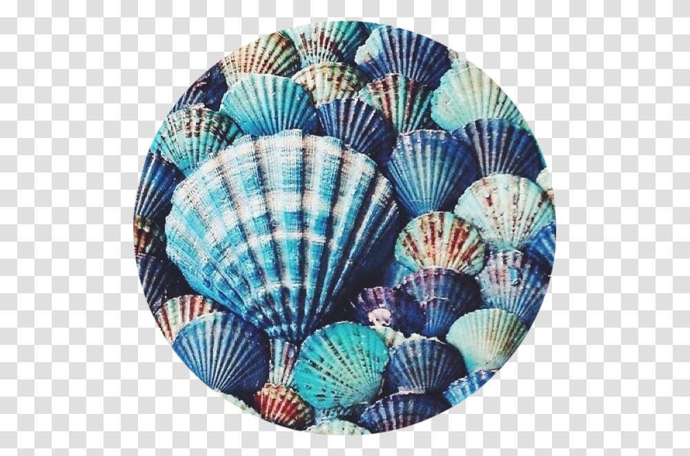 Blue Seashell Background, Clam, Invertebrate, Sea Life, Animal Transparent Png