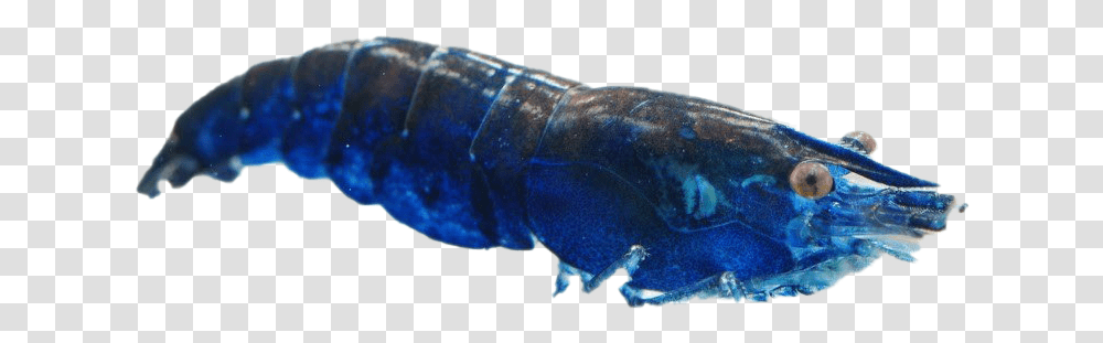 Blue Shrimp Image American Lobster, Fish, Animal, Seafood, Sea Life Transparent Png