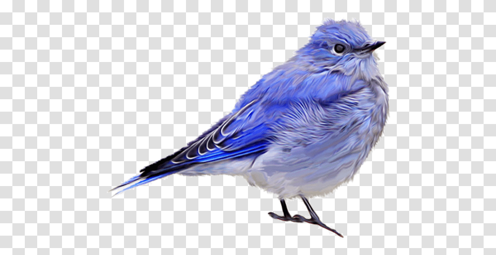 Blue Sparrow Download Clipart Bluebird, Animal, Jay, Blue Jay, Chicken Transparent Png