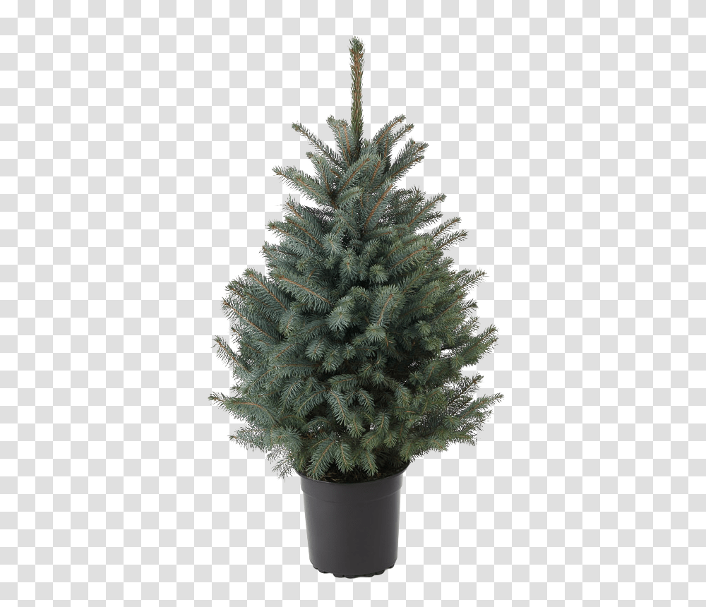 Blue Spruce Tree Potted Clip Art Library Houseplant, Christmas Tree, Ornament, Pine, Conifer Transparent Png