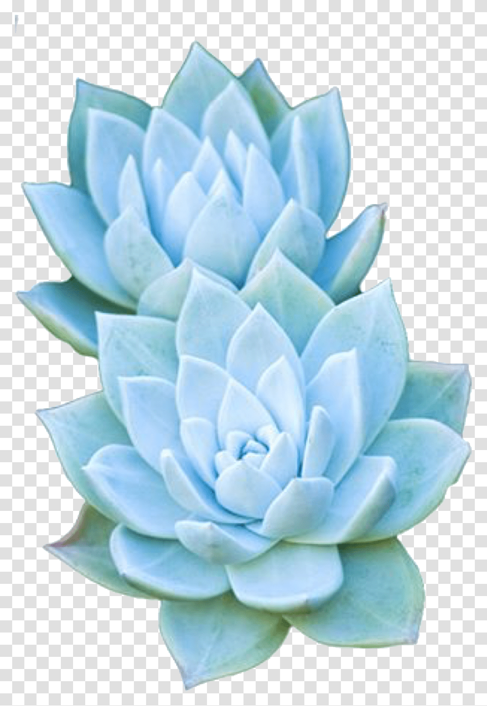 Blue Stickers Background, Plant, Paper, Flower, Blossom Transparent Png