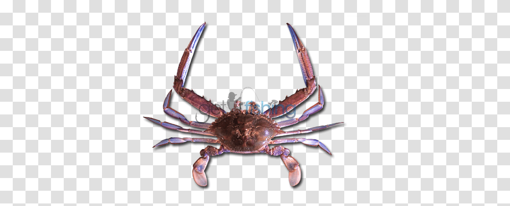 Blue Swimmer Crab Chesapeake Blue Crab, Seafood, Sea Life, Animal, Insect Transparent Png