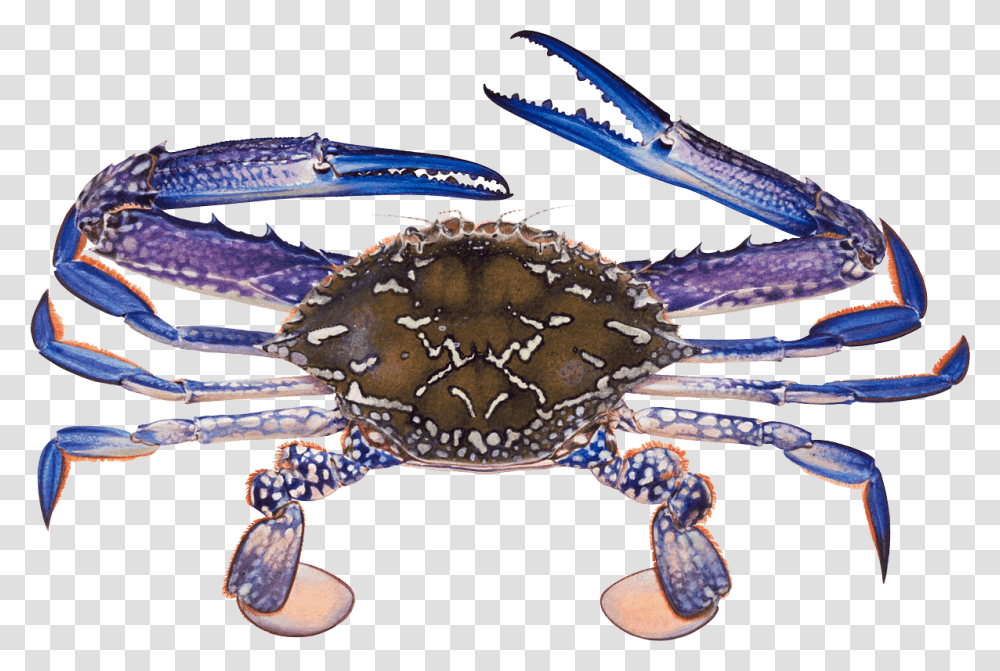 Blue Swimmer Crab Download Blue Swimming Crab Philippines, Seafood, Sea Life, Animal, King Crab Transparent Png