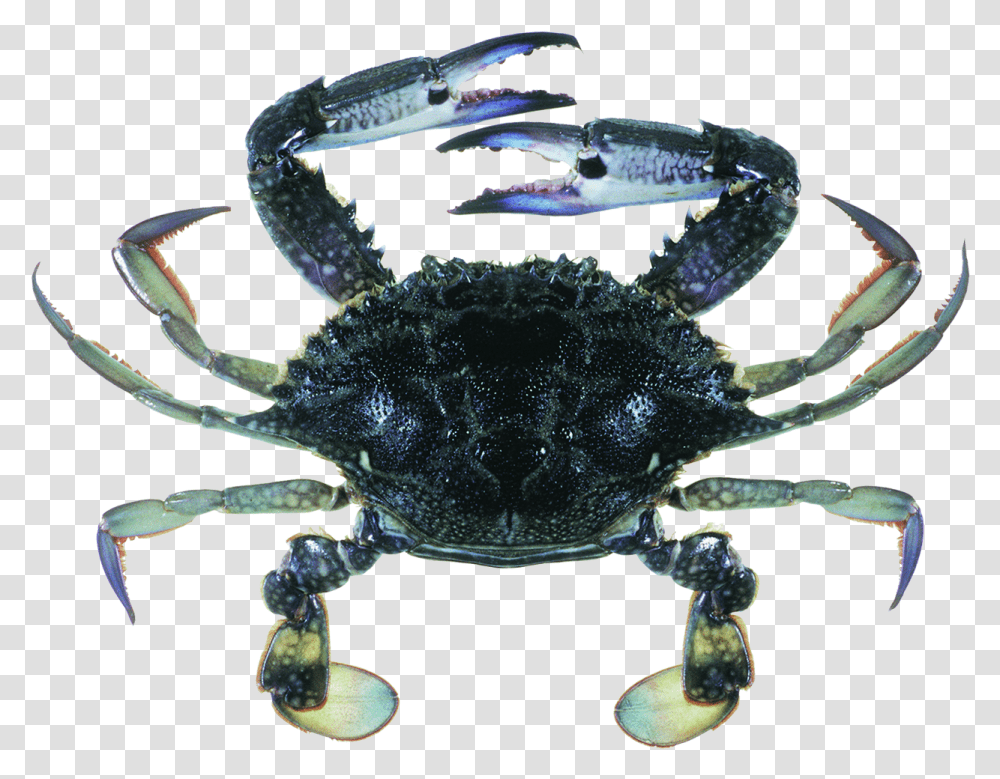 Blue Swimmer Crab, Seafood, Sea Life, Animal, King Crab Transparent Png