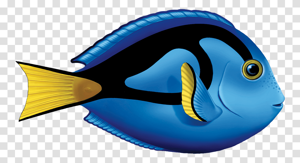 Blue Tang Fish Clipart, Surgeonfish, Sea Life, Animal, Toothpaste Transparent Png