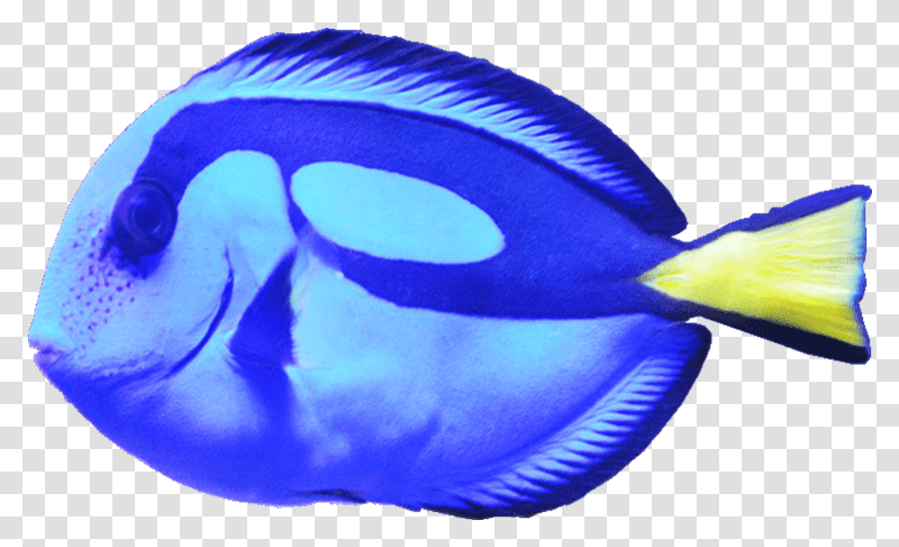 Blue Tang Fish Image Fish, Surgeonfish, Sea Life, Animal, Angelfish Transparent Png