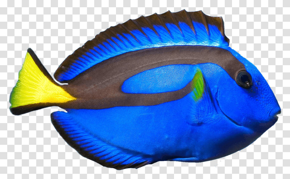 Blue Tang Fish, Surgeonfish, Sea Life, Animal, Angelfish Transparent Png