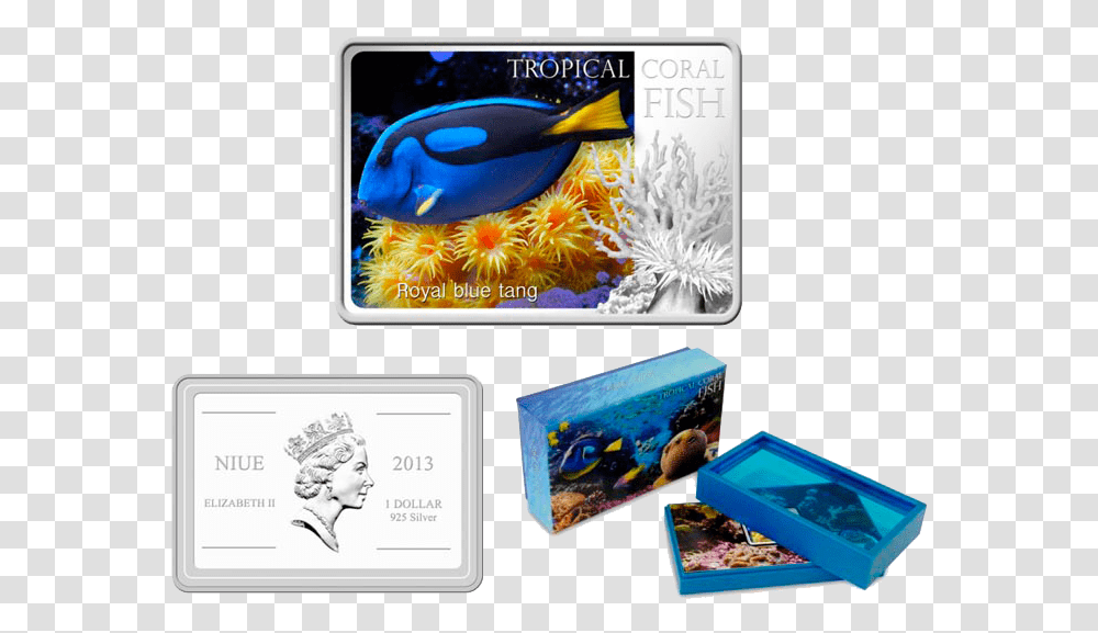 Blue Tang Marine Biology, Person, Human, Id Cards Transparent Png