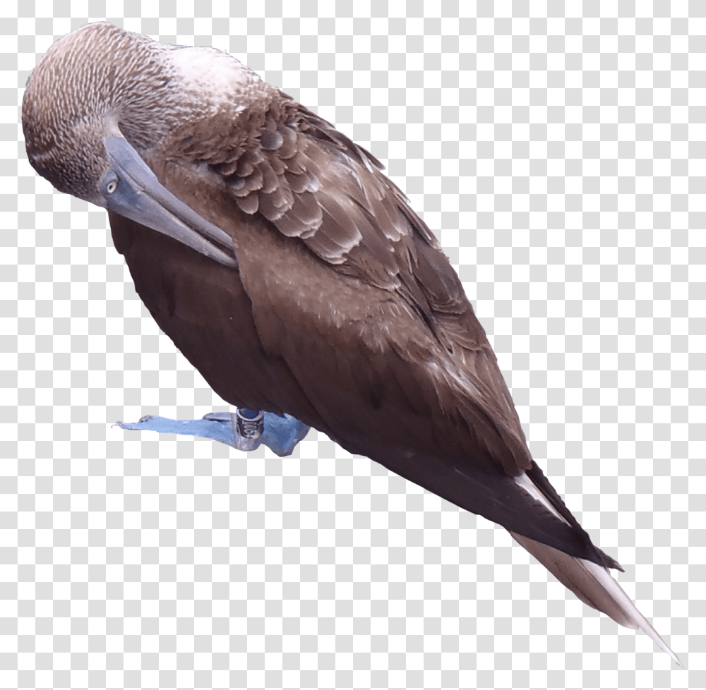 Blue Texture, Bird, Animal, Booby, Vulture Transparent Png