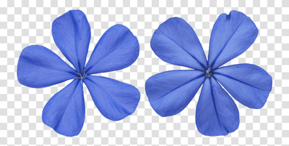 Blue Texture, Geranium, Flower, Plant, Blossom Transparent Png